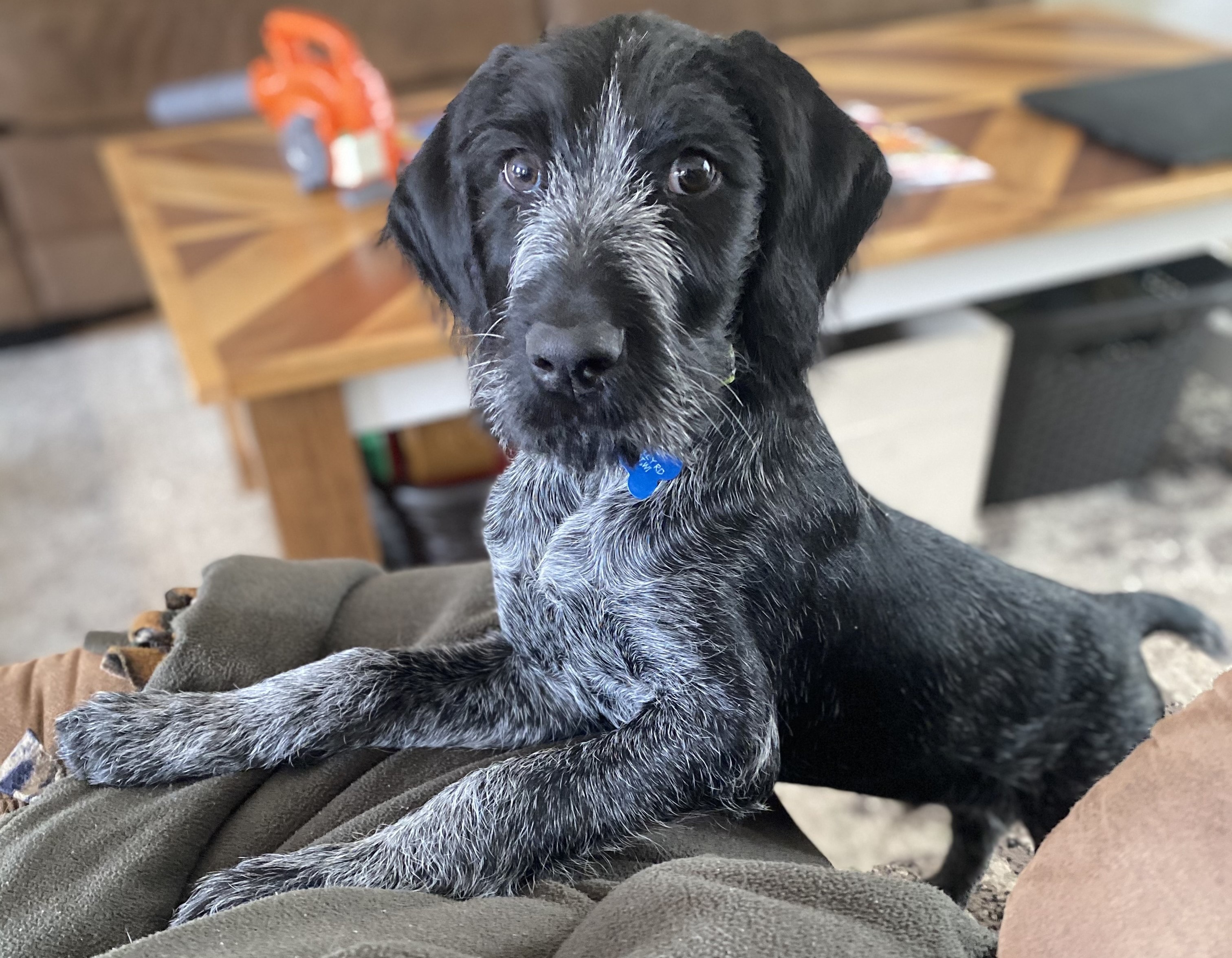 Available puppies
