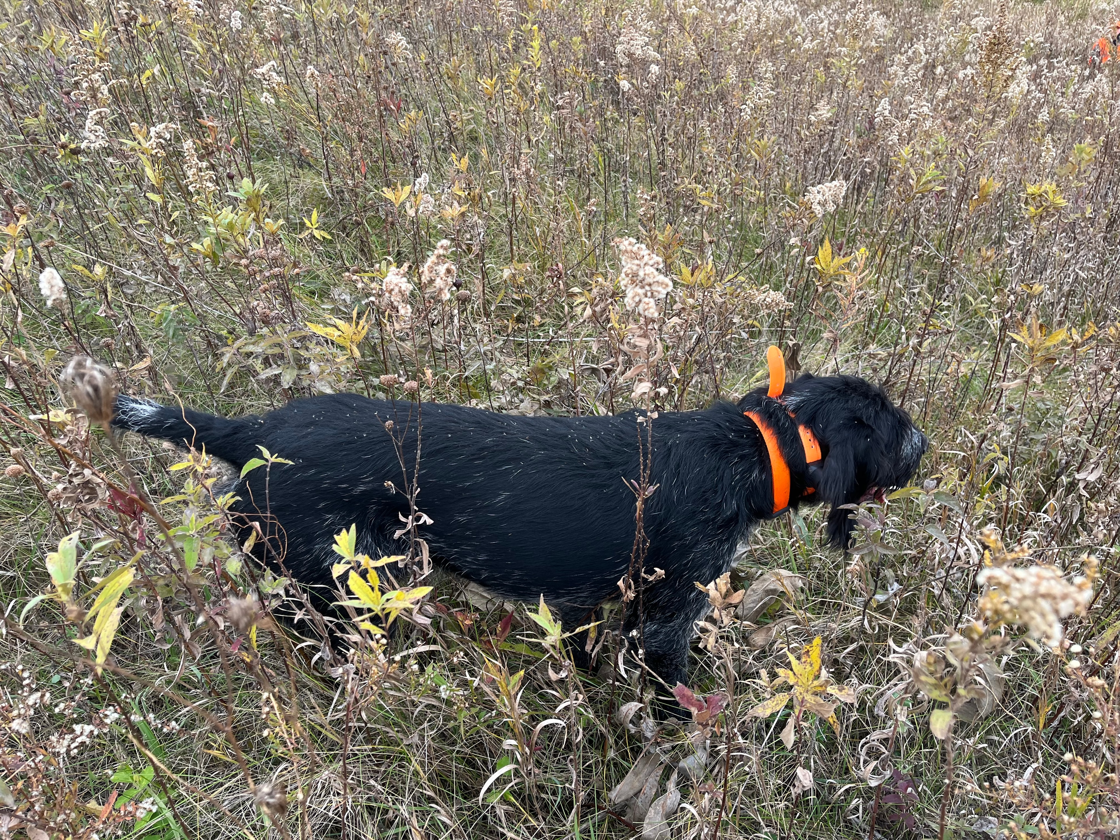 Dog locked on point in upland field