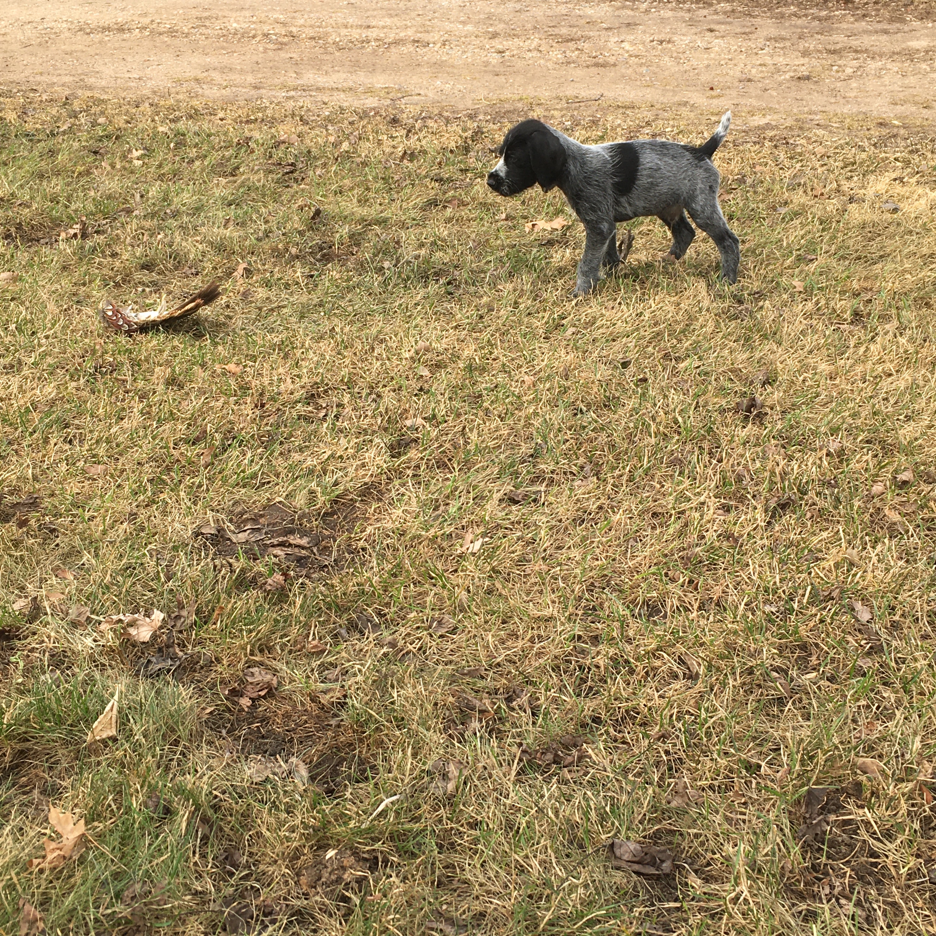 Close portrait of a hunting dog